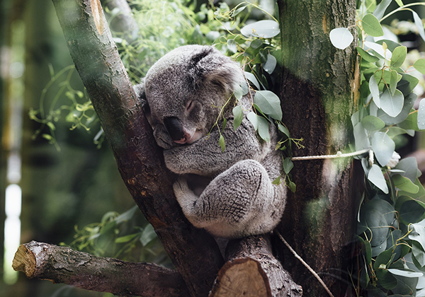 Kreuzfahrten Angebot 1493821